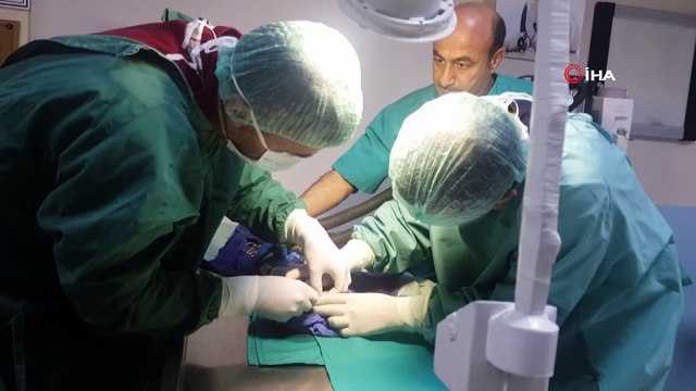 Doktor ve veteriner hekimler yavru köpeği kurtarmak için seferber oldu