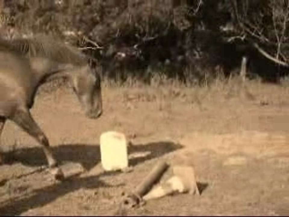 Liberte video 2005