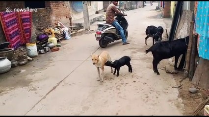 Remarkable moment baby goat drinks milk from stray dog