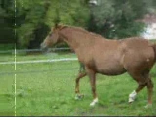 Koba far west video 2005