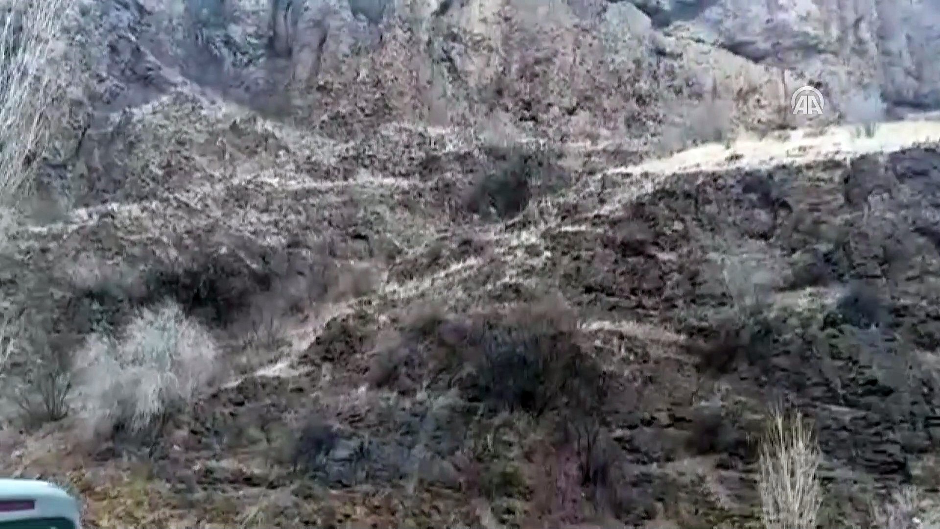 Yaban keçisi sürüsü görüntülendi - ERZURUM