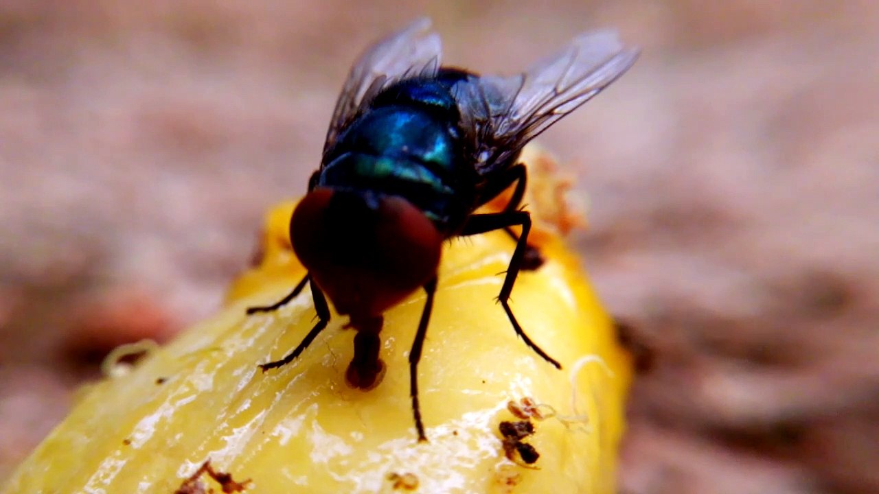 How does house fly eat jack fruit?  ഈച്ച ചക്കപ്പഴം തിന്നുന്നത് കണ്ടോ...