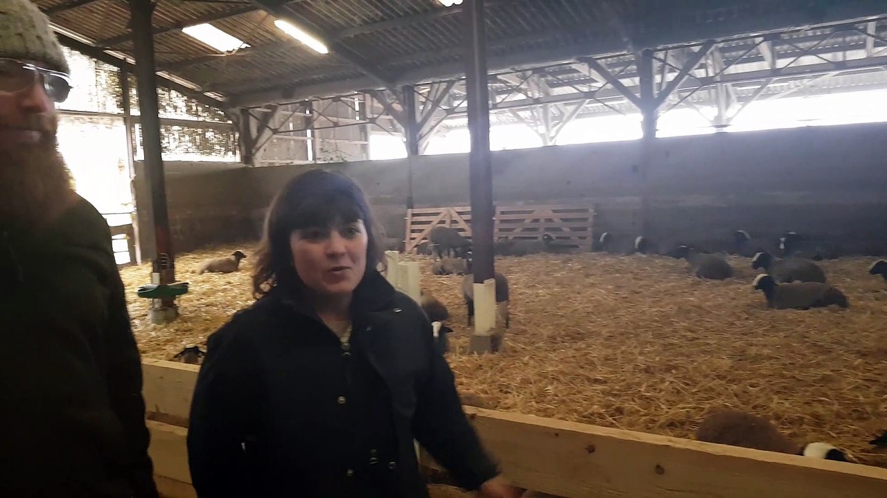 Pelousey (25) : deux jeunes s'installent avec des brebis en agriculture bio