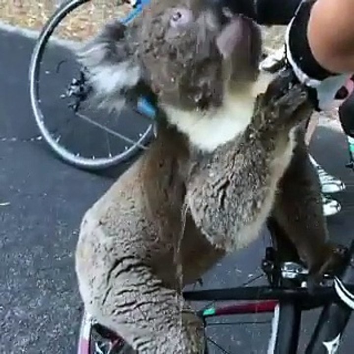 Une cycliste abordé par un koala qui veut boire de l'eau dans sa gourde