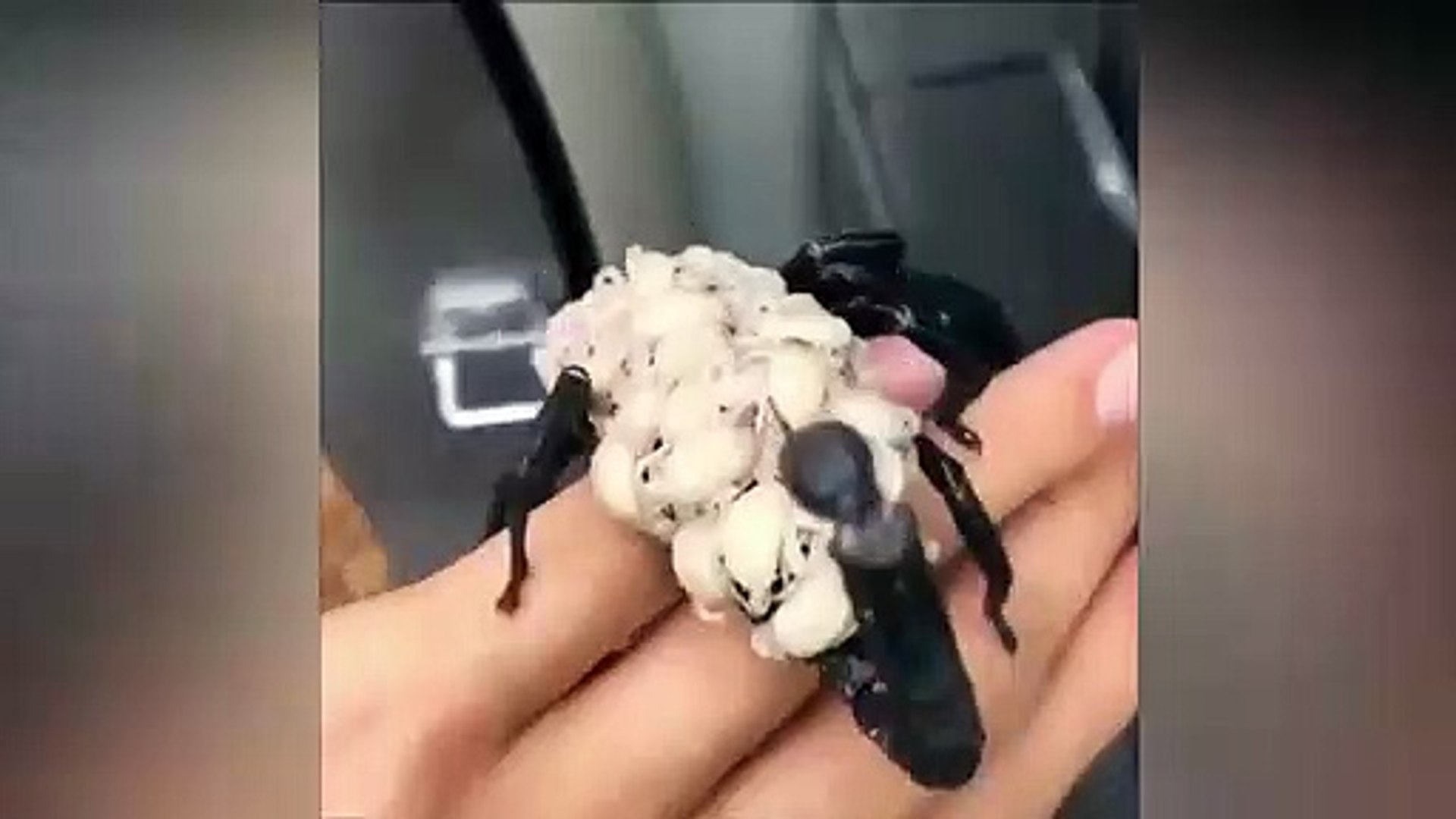 Ce Scorpion Porte Ses Bebes Sur Son Dos Terrifiant Video Dailymotion