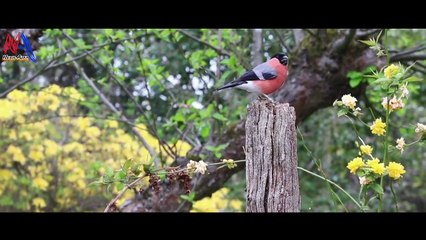 ऐसा कौन सा पक्षी है जो उड़ नहीं सकता _ वीडियो जरूर | News Alfa