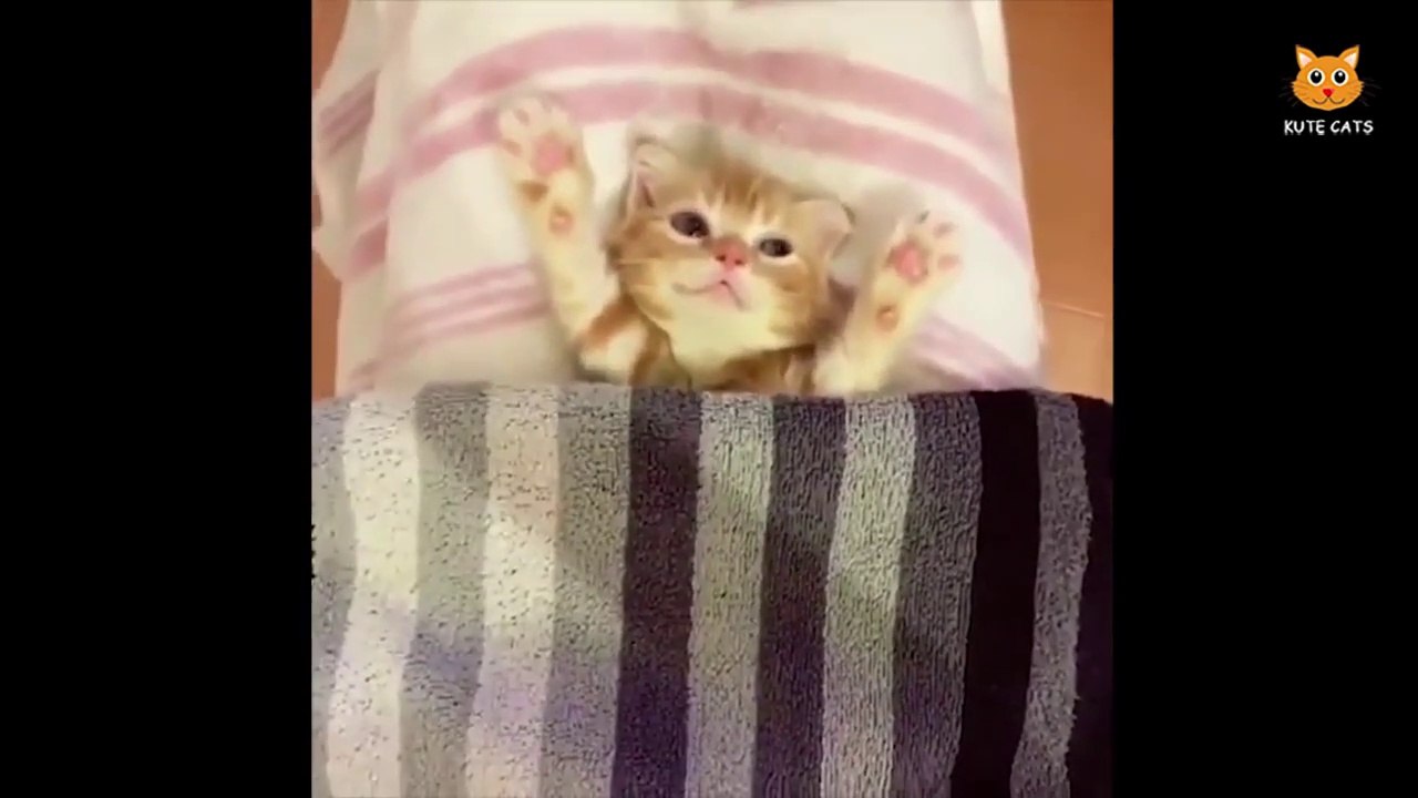 Best_FUNNY_CAT_videos_cats-funny_cats_videos_compilation_