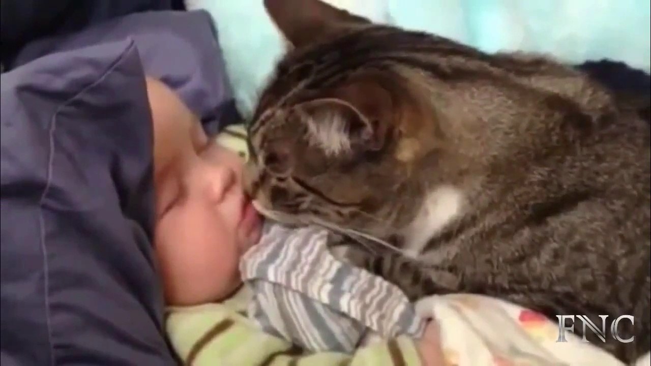 FUNNY _CATS_ LOVE_BABIES_CAT_PLAYING_WITH_BABY