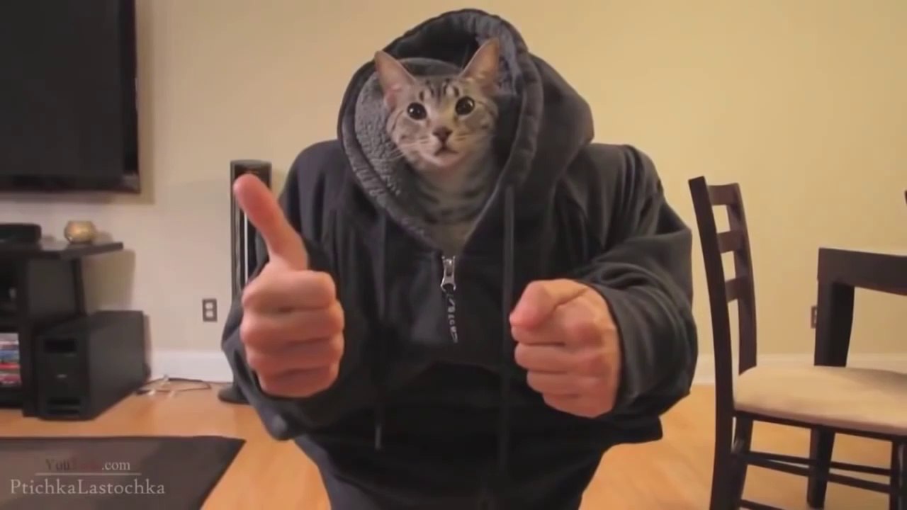 FUNNY_CATS_LICKING_ DOG_FUNNY_CATS_COMPILATIONS