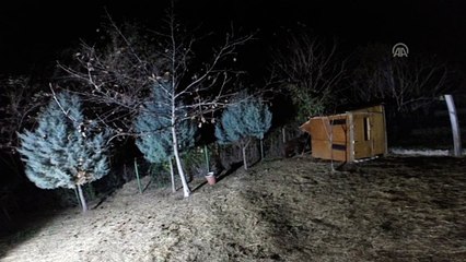 Ayı saldırısına uğrayan 3 koyun telef oldu - KOCAELİ