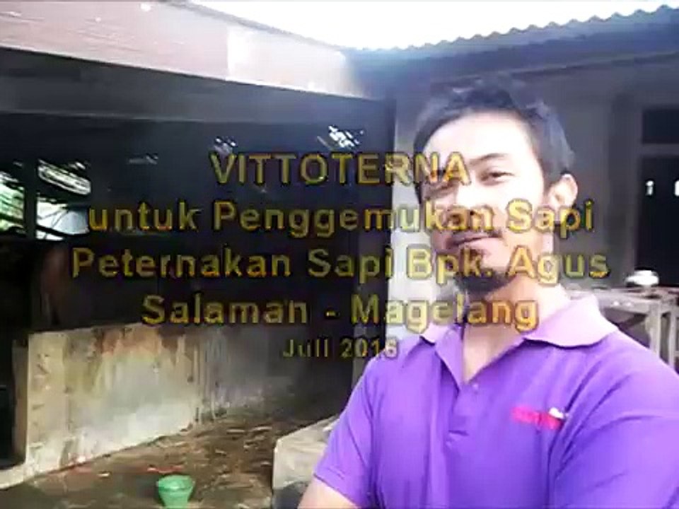 cara pengemukan sapi paling mudah