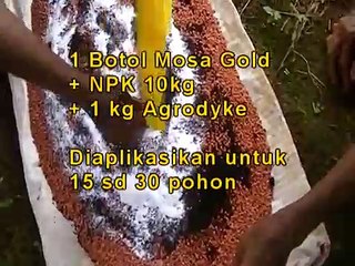 cara menanam sawit sangat mudah