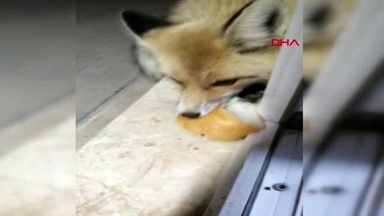 Afyonkarahisar-şantiyeye gelen tilki ile yavrularını elleriyle besledi-ek