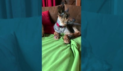 Miracle de Noël à Fléron, Martine retrouve sa chienne qui s’était enfuie il y a six ans