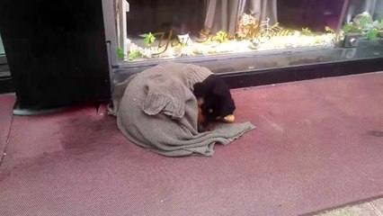 Kaldırımda yatan köpeği soğuktan korumak için üzerine hırka örttüler