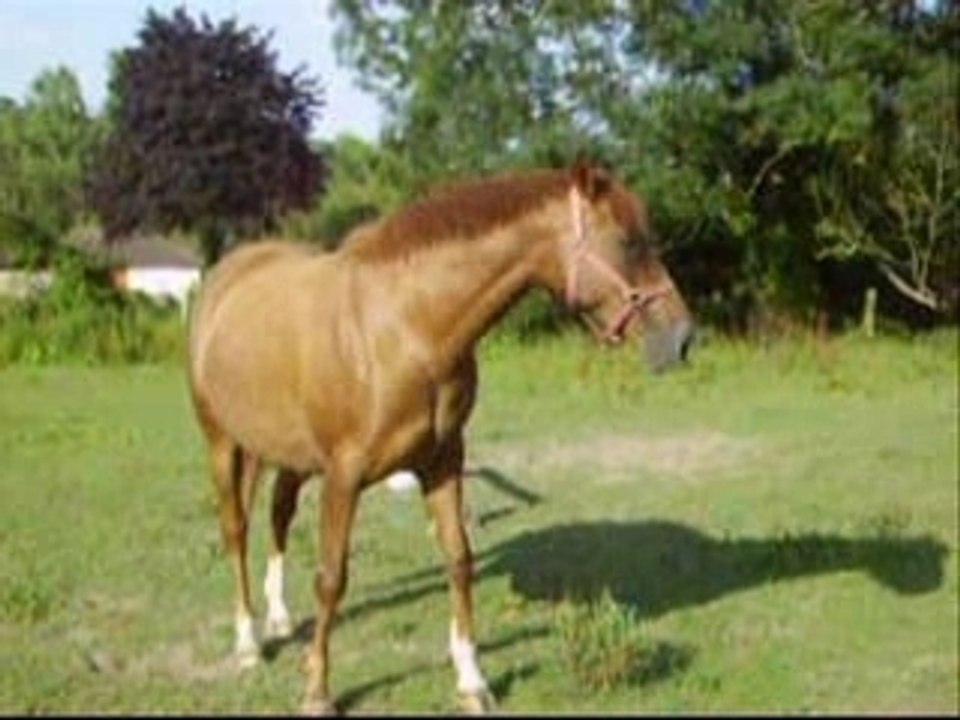 ridicule vid 2005