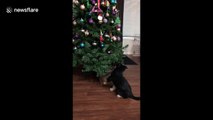 Cute puppy attacks Christmas tree