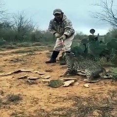 brave man saving leopard