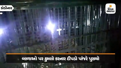 જંત્રાખડીમાં બે બાળાઓ પર હુમલો કરનાર માનવભક્ષી દીપડો પાંજરે પુરાયો