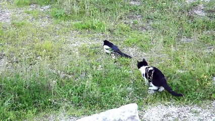 Ce chat va vite comprendre que les pies sont plus fortes que lui... et plus nombreuses