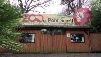 Купить зоопарк и освободить животных