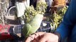 Multan Pets & Animals Market visit. Pakistan Budgies lovebird cocktail parrot Price Update Today