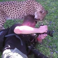 Ce léopard est tombé amoureux du photographe