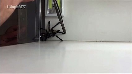 Il nous montre comment capturer une très grosse araignée... enfin presque