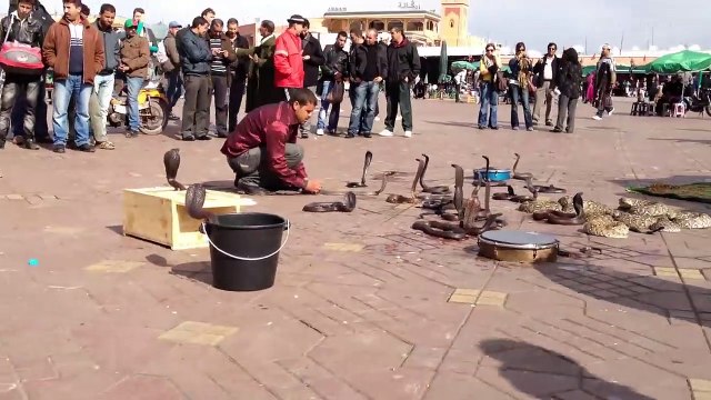 Il joue avec une dizaine de cobras et d'énormes vipères en pleine rue