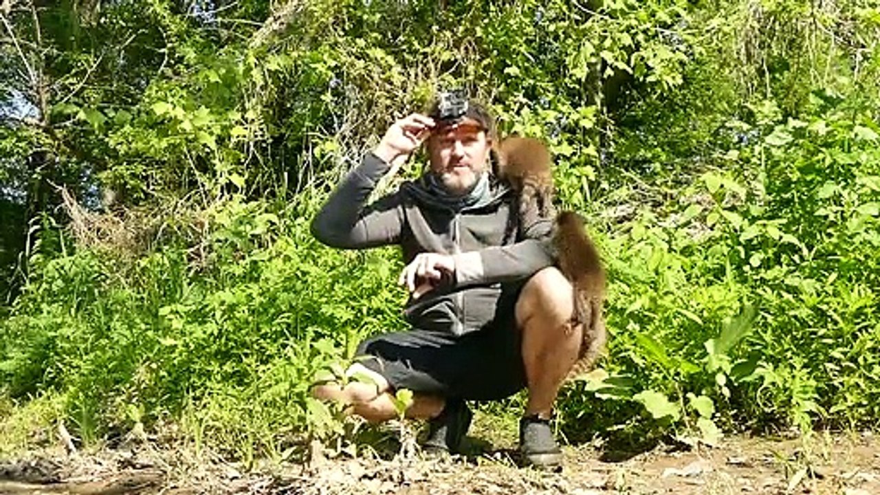 Des bébé ratons laveurs très affectueux