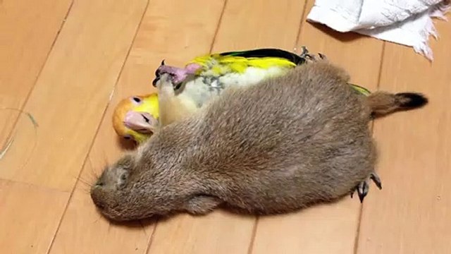 Un rongeur et un perroquet meilleurs amis