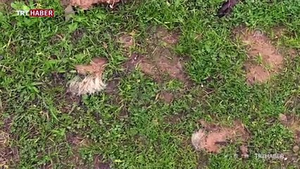 Hatay'da 2 hafta önce öldürülen köpekle ilgili soruşturma başlatıldı