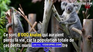 Australie : des milliers de koalas périssent à cause des incendies - VIDEOFRE.com