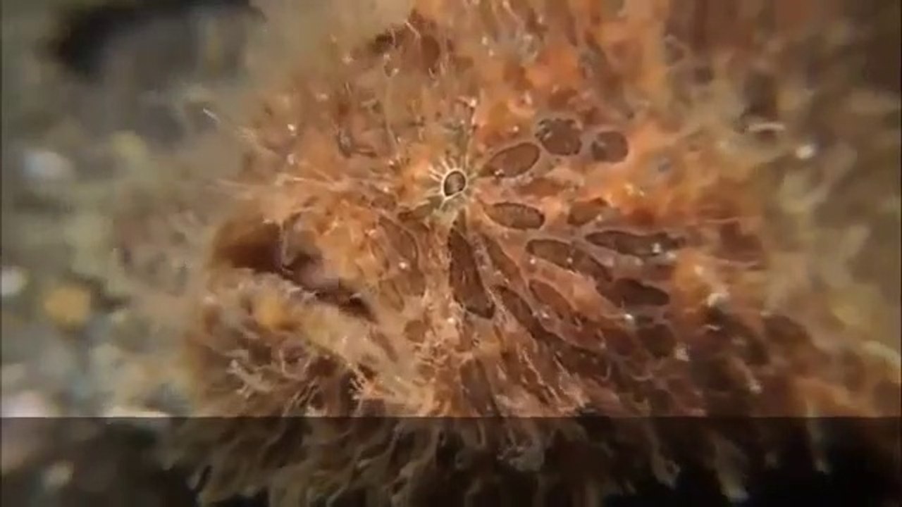 বাংলাদেশের সেরা নারী বক্তার ওয়াজ মাহফিল  New Bangla Waz  Islamic Woman Speaker