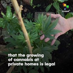 Italy Approves Cannabis Growing For Personal Use