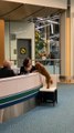 Dog Sits on Chair and Taps Owner Sitting at Airport to Get a Hug