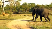 Elephant vs Lion   Mother Elephant Protects Her Baby From Lion Hunting But Fail   Strongest Big Cat