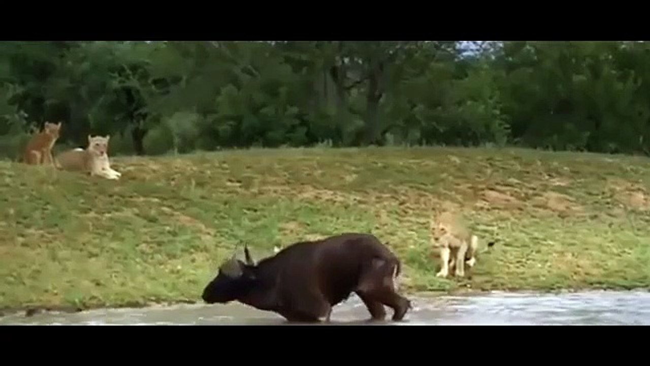 Elephant Vs Lion Big Cat Attacks - Lions Tigers Leopard Jaguar Cheetah - Amazing Aniamals Save