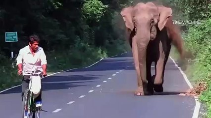 Elephant, Rhino Chasing Bike and Car