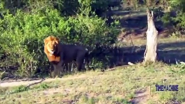 Elephants Chasing Lion Run Away