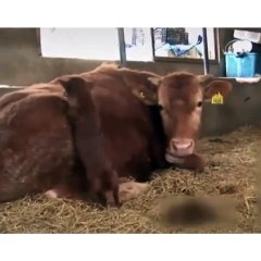 Relationship between Dog and Cow feelings