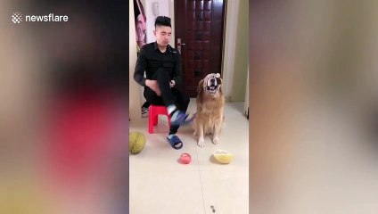 Smart dog uses nose to identify objects while blind-folded
