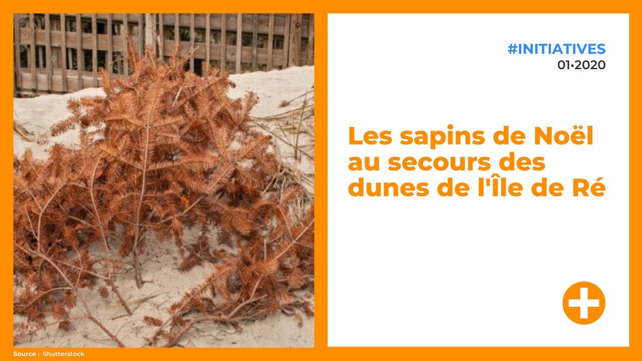 Les sapins de Noël au secours des dunes de l'Île de Ré