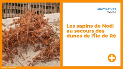 Les sapins de Noël au secours des dunes de l'Île de Ré