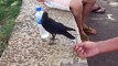 Thirsty Crow Comes to Humans for Help