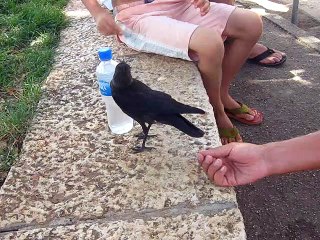 Thirsty Crow Comes to Humans for Help