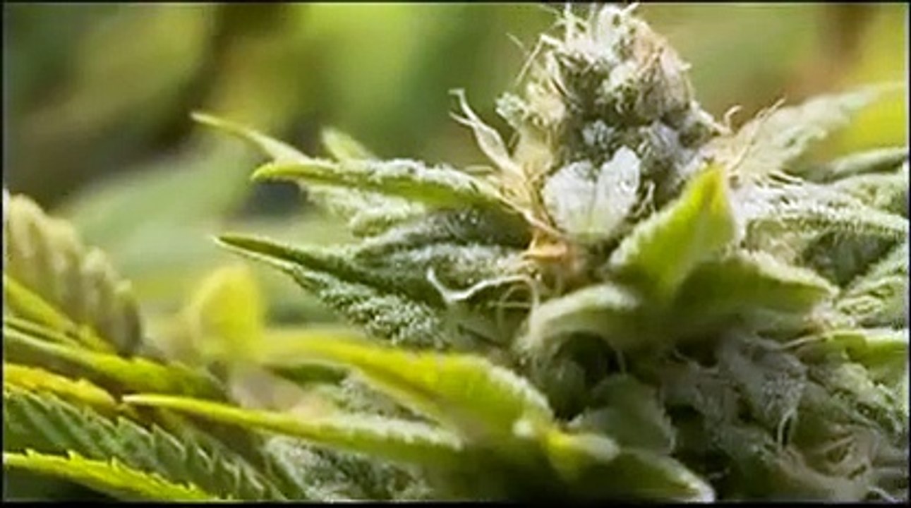 The Union: the business behind getting high