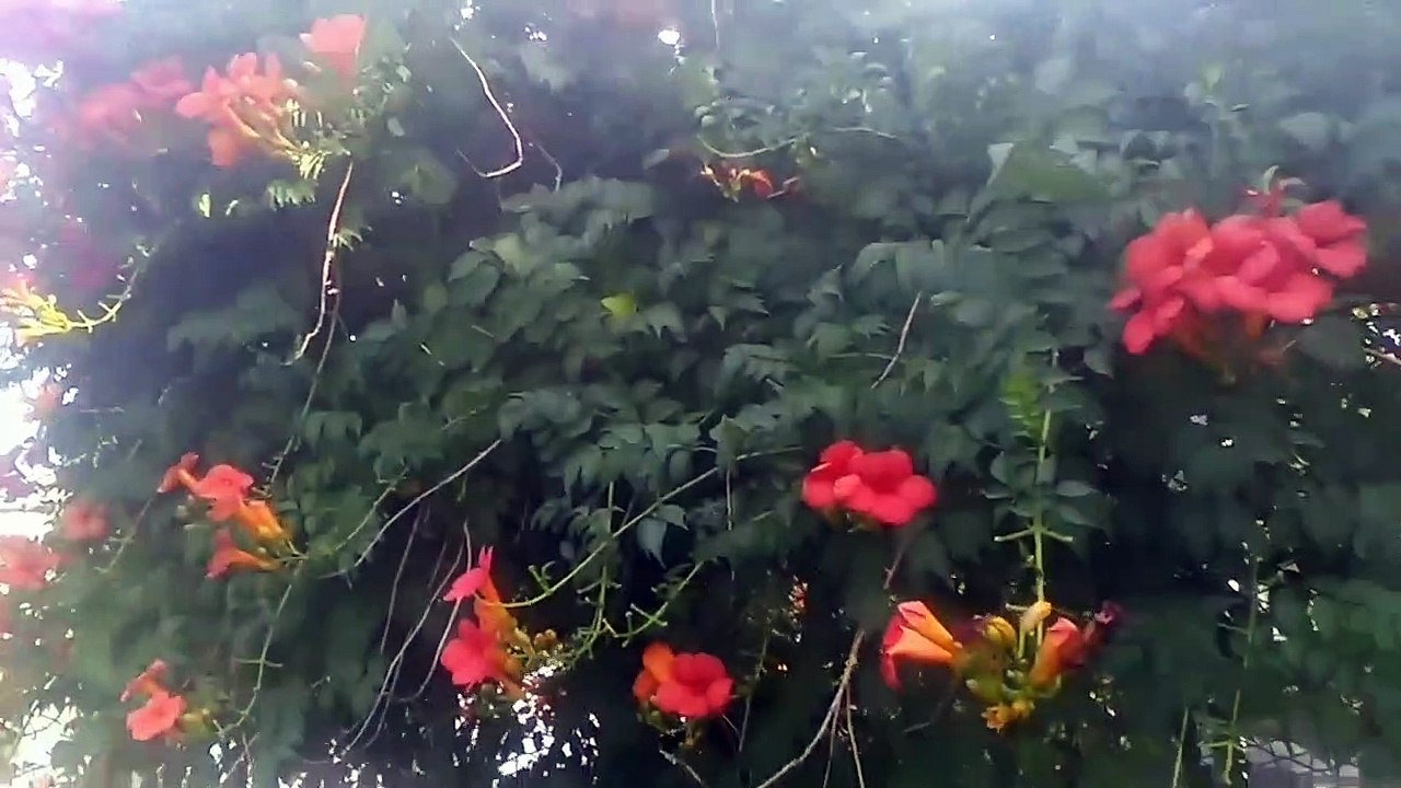 ACEM BORUSU TROMPET TRUMPET ÇİÇEĞİ SARMAŞIK BİTKİSi HAKKINDA BİLGİLER- FAYDALARI YARARLARI NELERDİR