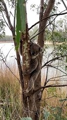 Koala Cools off on Hot Summer Day