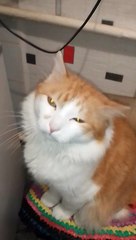 Cat cries out of fried onion, never out of raw onion.